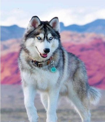 Siberian Dog Husky Animals Paint By Numbers