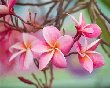 Plumeria Flowers Paint By Numbers