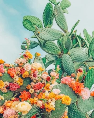Cactus With Flowers NEW Paint By Numbers