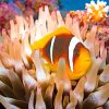 Coral Reef Fish NEW Paint By Numbers