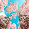 Pink Cherry Blossom NEW Paint By Numbers