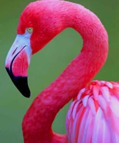 Pink Flamingo paint by numbers