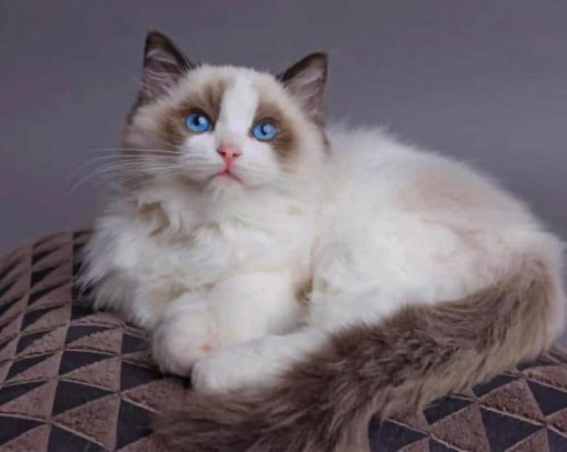 Ragdoll Cat paint by numbers