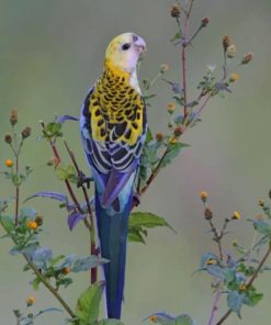 Small Parrot paint by numbers