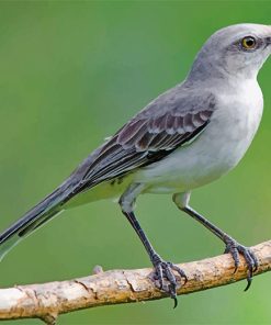 mockingbird-paint-by-numbers