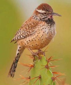 Cactus Wren Desert Bird Paint by numbers