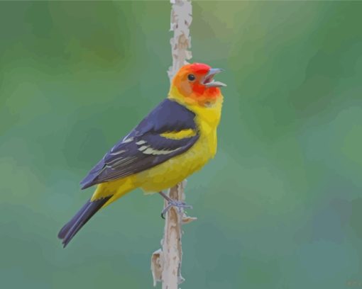 Western Tanager On Stick Paint by numbers