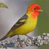 Western Tanager Paint by number