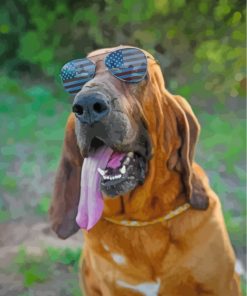 Bloodhound With Sunglasses Paint by numbers