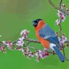 Bullfinch Bird paint by numbers