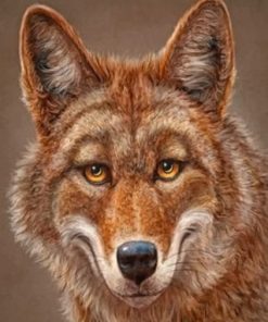 Happy Coyote Paint by numbers