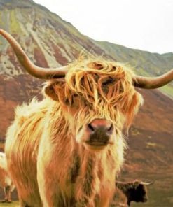 highland-cow-on-mountain-paint-by-number-510x407-1