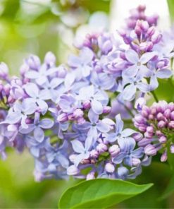 Lilac Flowers Paint by numbers