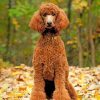 Brown Poodle Dog Paint by numbers