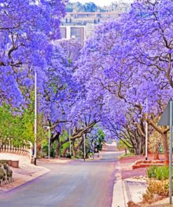 purple-bloom-pretoria-paint-by-number