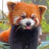 red-panda-paint-by-number