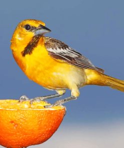 yellow-and-brown-sparrow-on-sliced-orange-paint-by-numbers