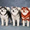 Alaskan malamute Dogs paint by number