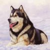 Alaskan Malamute Paint By Number