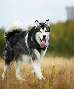 Alaskan Malamute Puppies Paint By Number