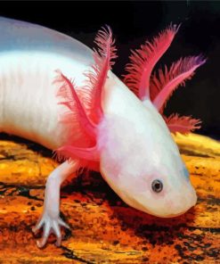 Amphibian Axolotl Paint By Number