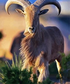 Aoudad Sheep Paint By Number