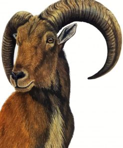 Aoudad Barbary Sheep Art Paint By Number