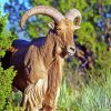 Aoudad Barbary Sheep Paint By Number