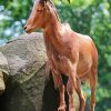 Aoudad Barbary Sheep paint by numbers