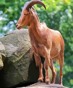 Aoudad Barbary Sheep paint by numbers