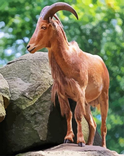 Aoudad Barbary Sheep paint by numbers