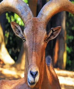 Aoudad Head paint by numbers