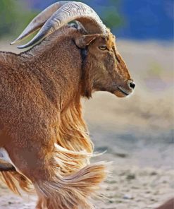 Aoudad Sheep Animal paint by numbers