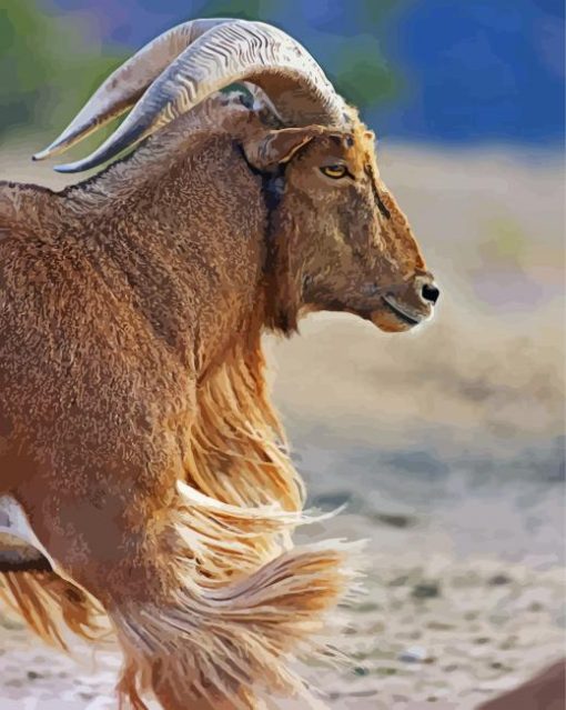 Aoudad Sheep Animal paint by numbers