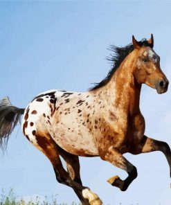 Appaloosa Horse Running paint by numbers