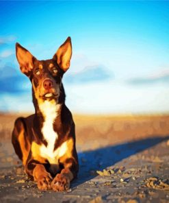 Australian Kelpie Dog Paint By Number