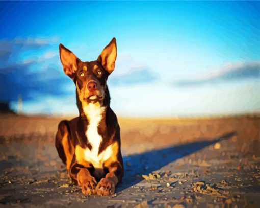 Australian Kelpie Dog Paint By Number