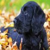 Australian Labradoodle Paint By Number