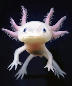 Ocean Amphibian Axolotl Paint By Number