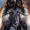 Belgian Tervuren Dog paint by numbers