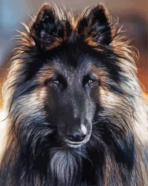 Belgian Tervuren Dog paint by numbers