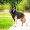 Belgian Tervuren paint by numbers