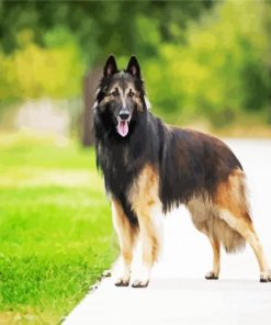 Belgian Tervuren paint by numbers