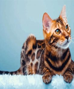 Bengal Cat Animal paint by numbers