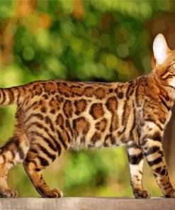 Bengal Cat paint by numbers