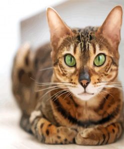 Bengal with Green Eyes paint by numbers