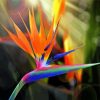 Bird Of Paradise Plant Paint By Number