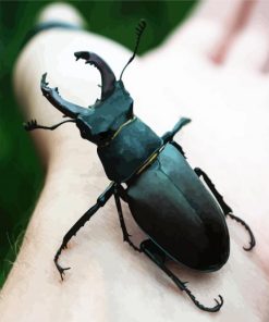 Black Beetle on Hand paint by numbers