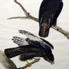 Audubon Red Tailed Hawk Paint By Number