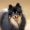 Black Pomeranian Dog Paint By Number